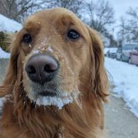 Dog with snow on her face